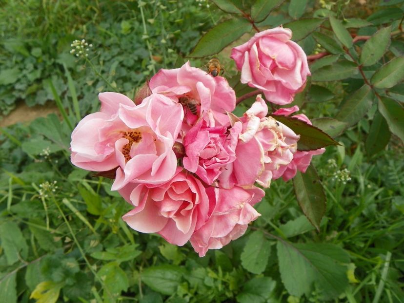 Clair Matin - Trandafiri 2018 5