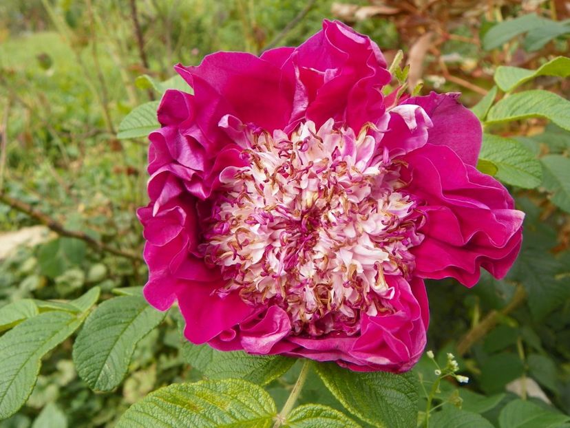 Souvenir de Trelaze - Trandafiri 2018 5