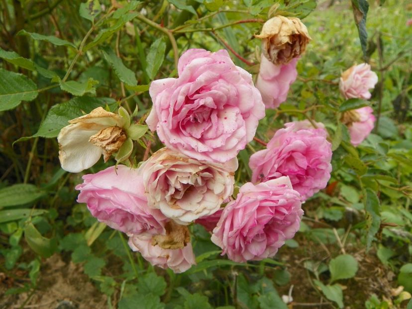 Frau Eva Schubert - Trandafiri 2018 5