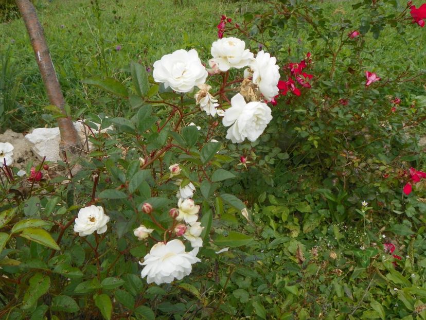 Irene of Denmark - Trandafiri 2018 5