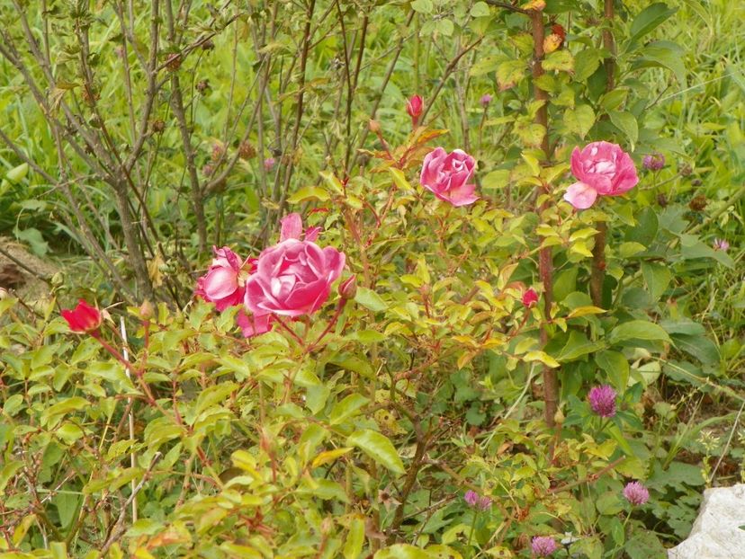 Maxi Vita - Trandafiri 2018 5