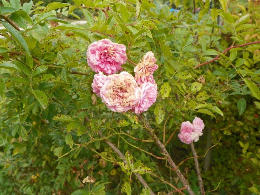 Pink Ghislaine de Feligonde - Trandafiri 2018 5