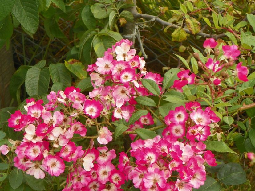 Mozart - Trandafiri 2018 5