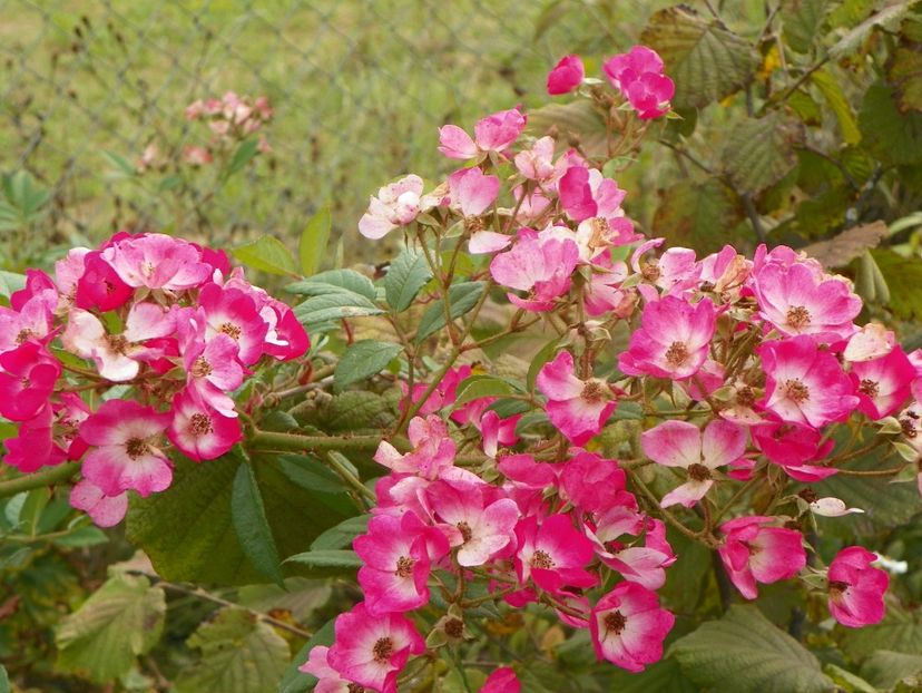 Mozart - Trandafiri 2018 5