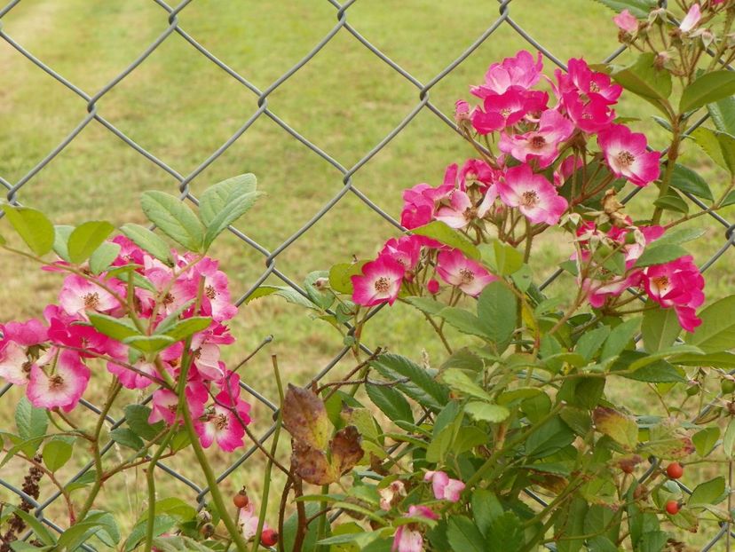 Mozart - Trandafiri 2018 5