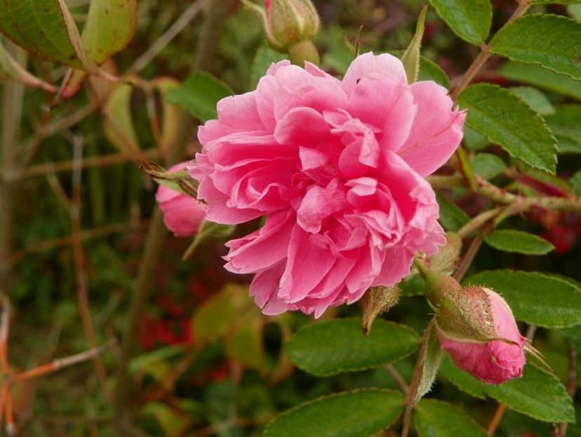 Pink Grootendorst - Trandafiri 2018 5