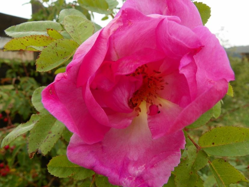 Marguerite Hiling - Trandafiri 2018 5