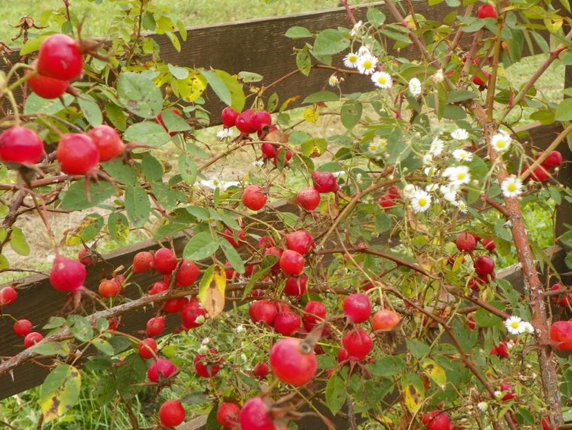 Scharlachglut - Trandafiri 2018 5