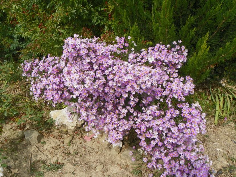 aster ericoides Esther - Dobarland 2018 4