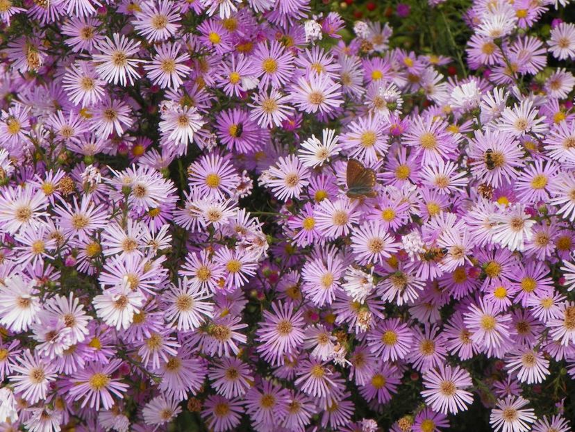 aster ericoides Esther - Dobarland 2018 4