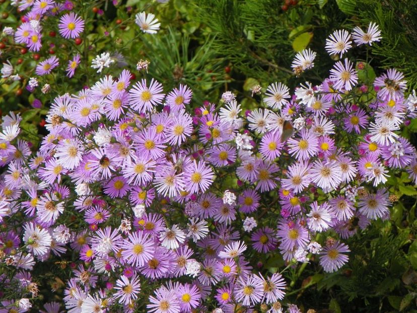 aster ericoides Esther - Dobarland 2018 4