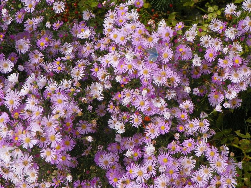 aster ericoides Esther - Dobarland 2018 4