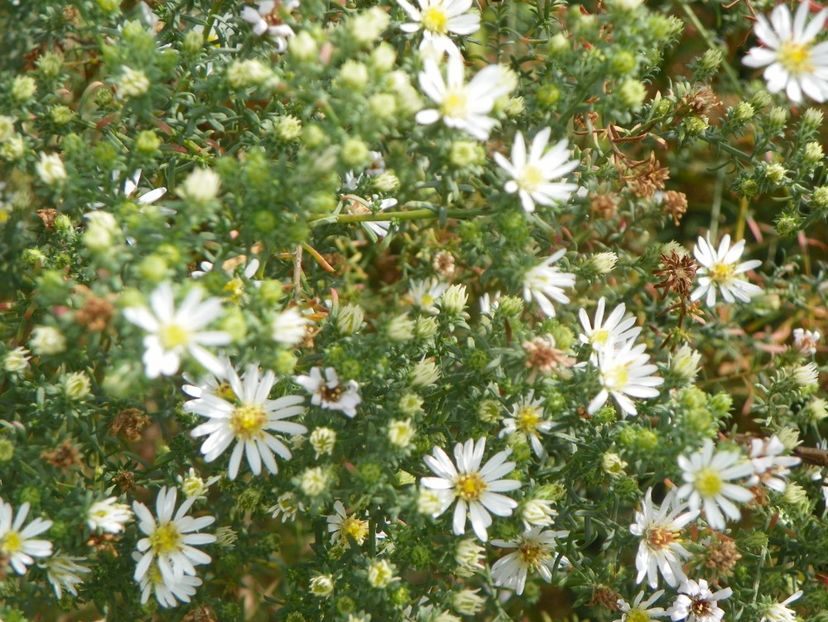 aster ericoides Schneetanne - Dobarland 2018 4