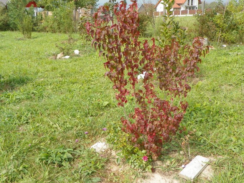 acer tataricum - Dobarland 2018 4