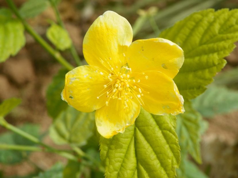 kerria Golden Guinea - Dobarland 2018 4