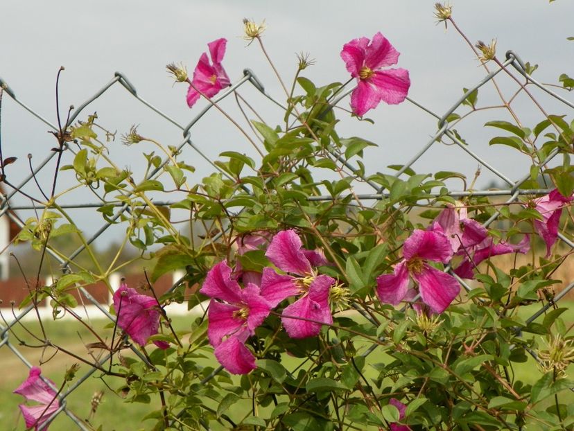 clematis Krakowiak - Dobarland 2018 4
