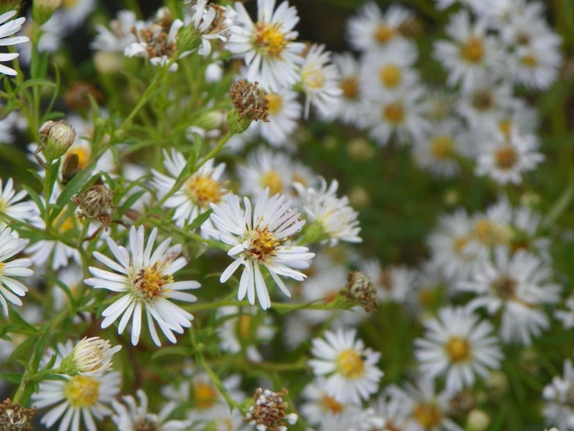aster salbatic - Dobarland 2018 4