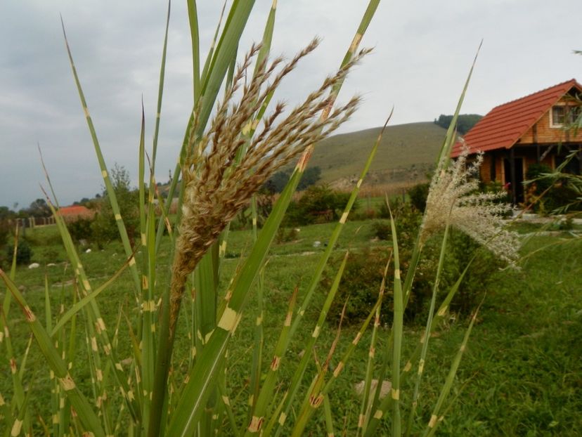 miscanthus Zebrinus la primele flori - Dobarland 2018 4