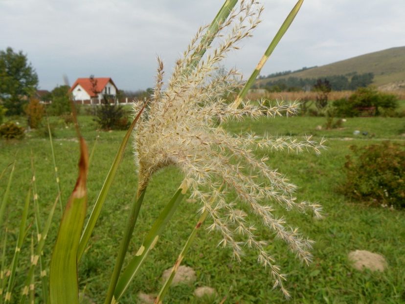 miscanthus Zebrinus - Dobarland 2018 4