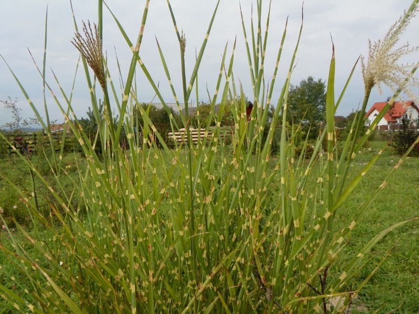 miscanthus Zebrinus - Dobarland 2018 4