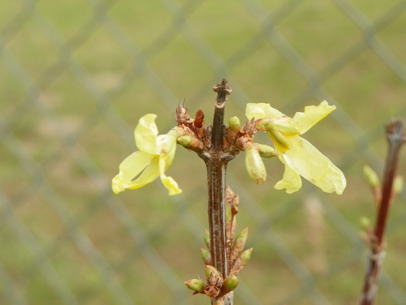forsythia Lemon Supreme - Dobarland 2018 4