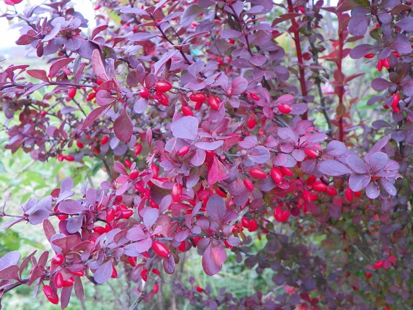berberis Orange Rocket - Dobarland 2018 4