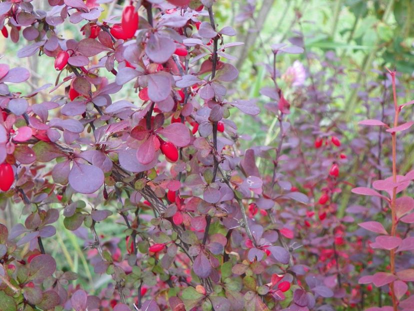 berberis Orange Rocket - Dobarland 2018 4