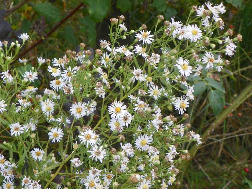 aster salbatic - Dobarland 2018 4