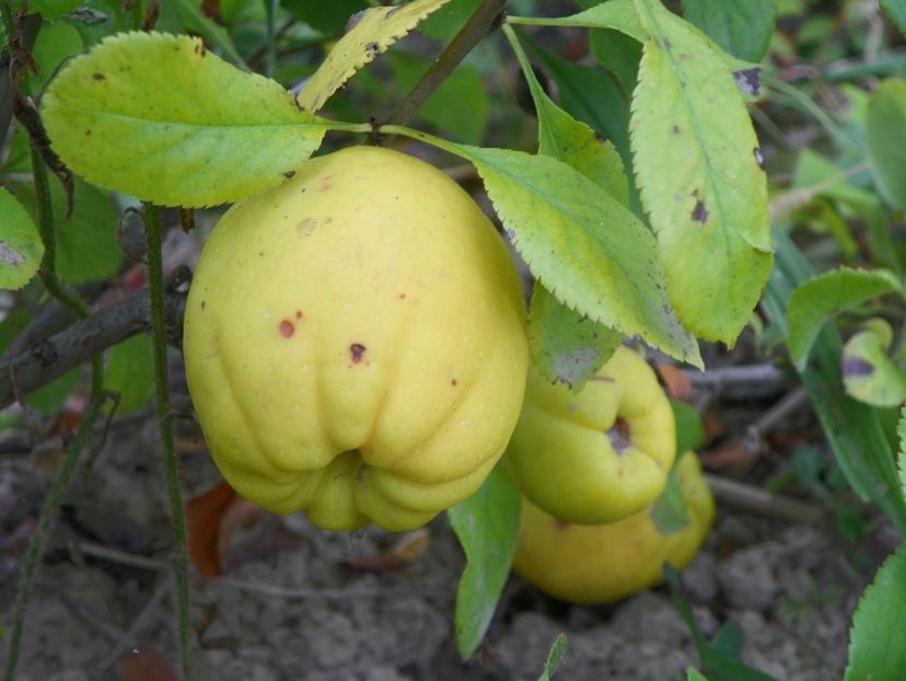 chaenomeles Yukigoten - Dobarland 2018 4