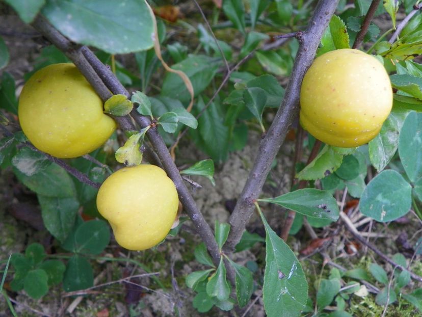 chaenomeles Clementine - Dobarland 2018 4