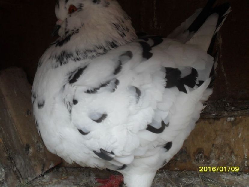 0.1 - King matcă 2019