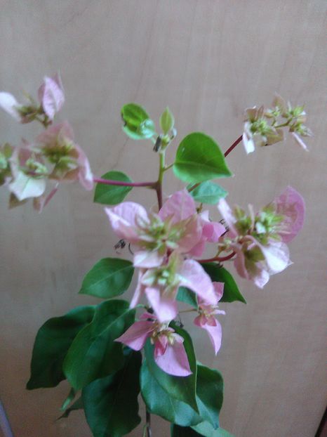 Padoga Pink - Boungainvillea