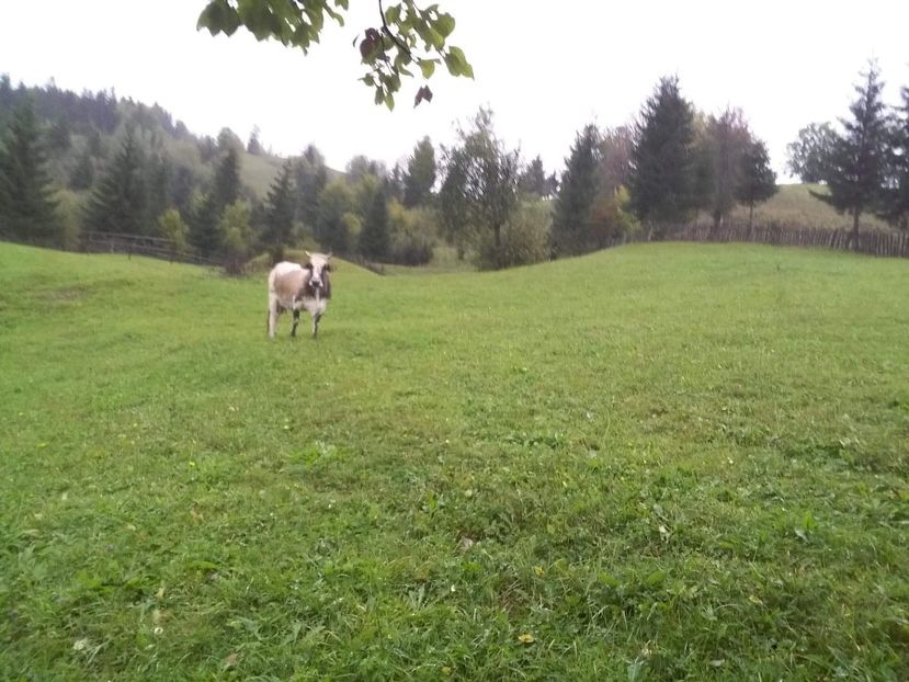 received_1932734476802628 - D Vacutele