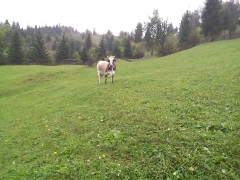 received_148948029383896 - D Vacutele