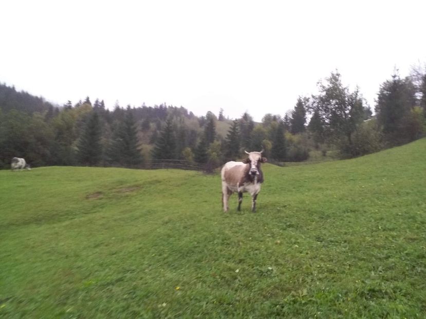 received_237117720491297 - D Vacutele