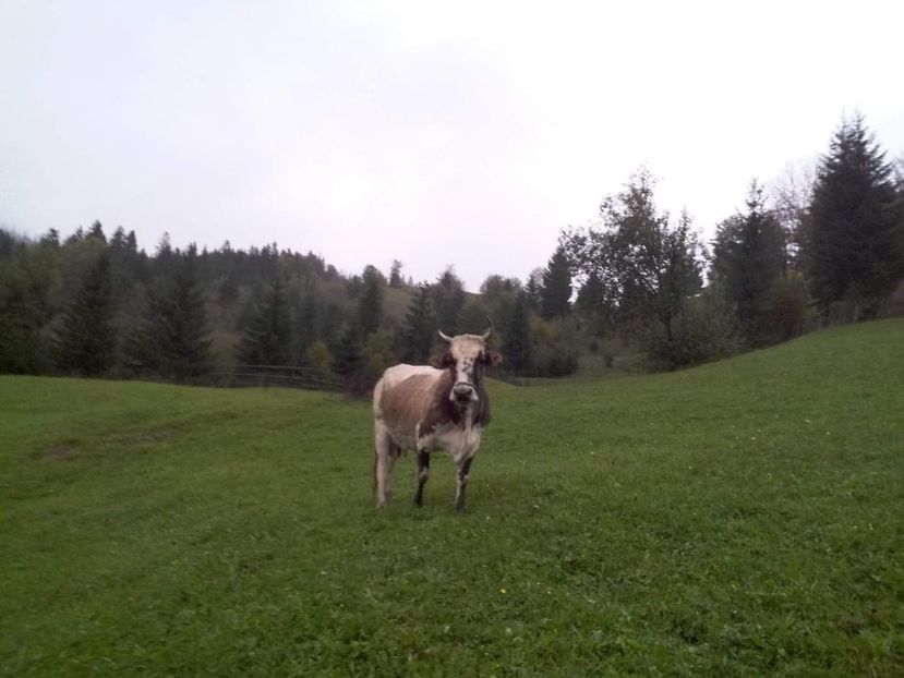 received_377287479477474 - D Vacutele