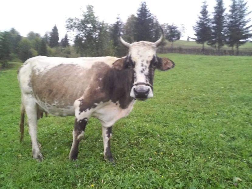 received_2187209124855544 - D Vacutele