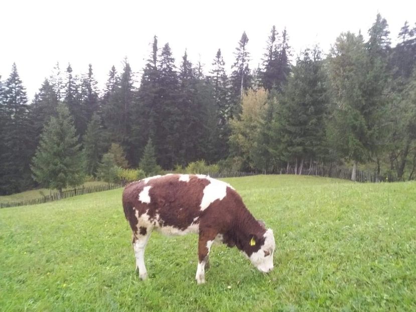 received_944128069130876 - D Vacutele