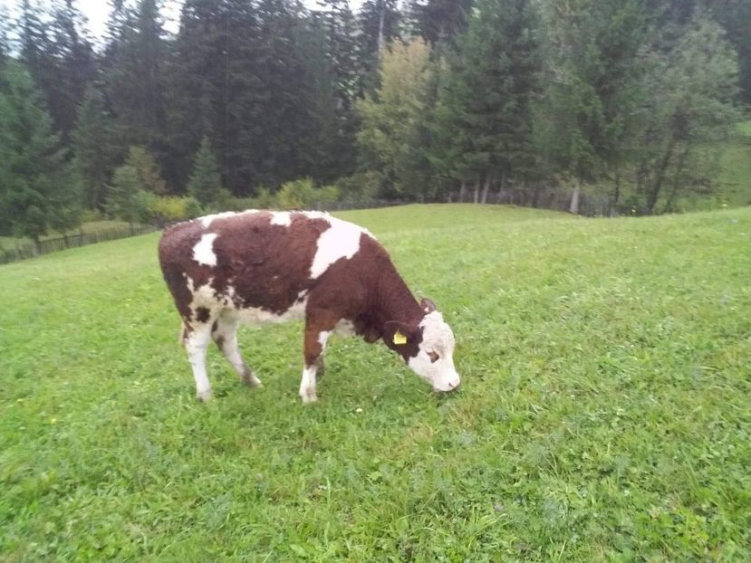 received_1075297832645952 - D Vacutele