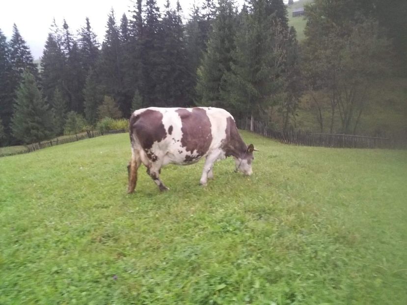 received_2333218640052643 - D Vacutele