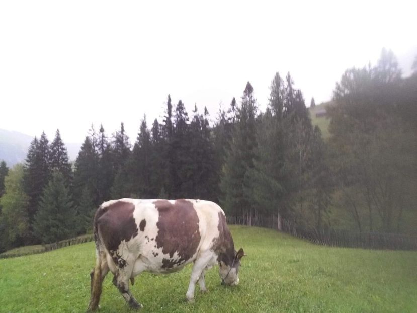 received_727763420924303 - D Vacutele