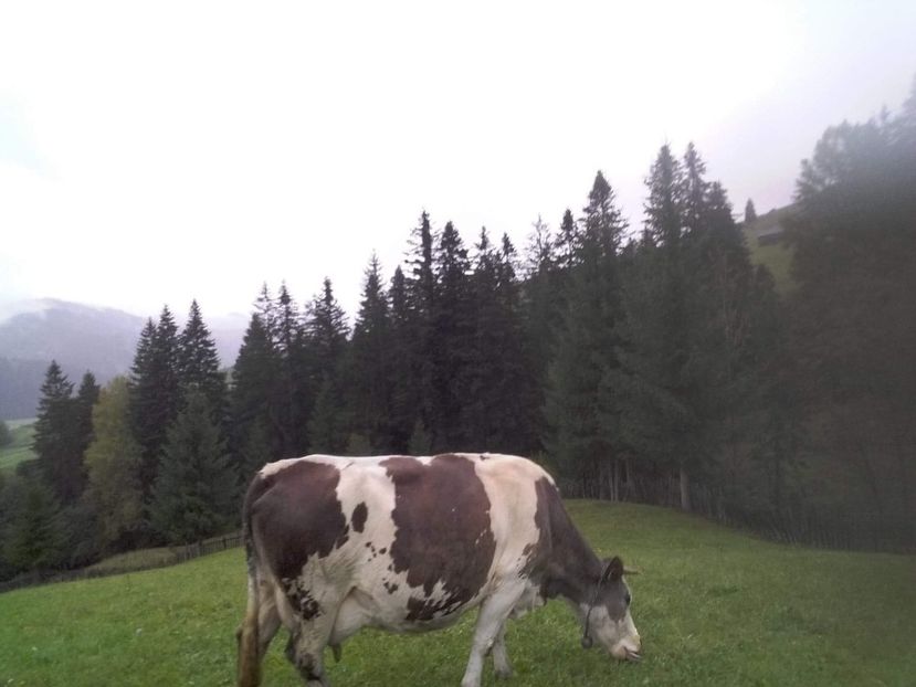 received_502839660182200 - D Vacutele