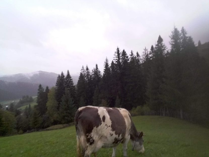 received_1919418848139122 - D Vacutele