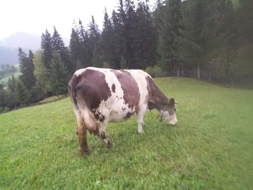 received_165554287684803 - D Vacutele