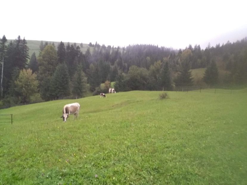 received_173899880153833 - D Vacutele