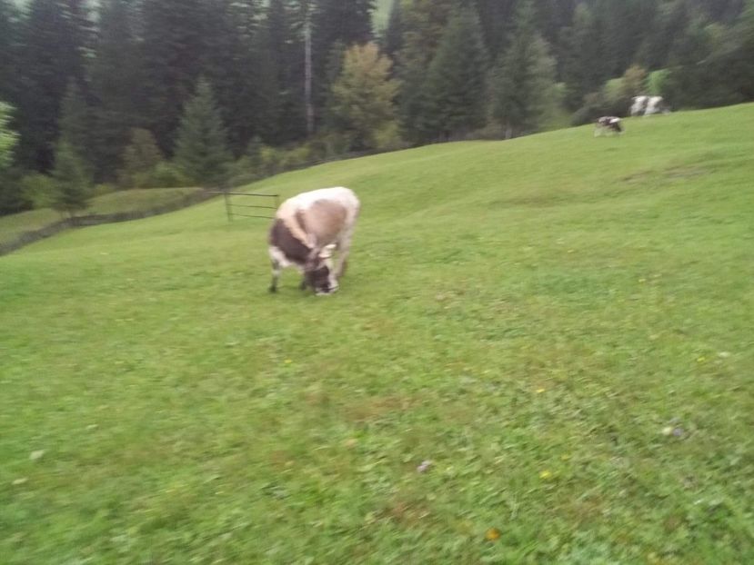 received_309900009741788 - D Vacutele