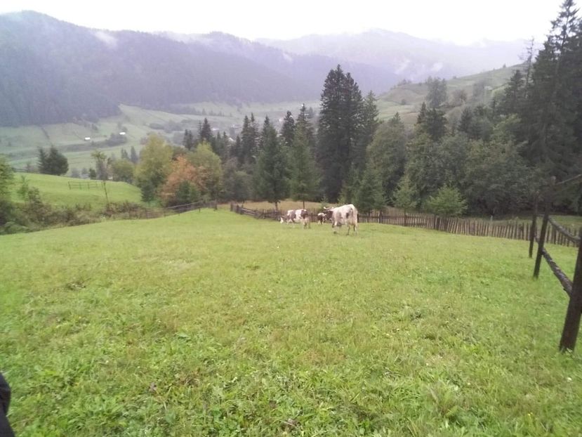 received_245971109415988 - D Vacutele