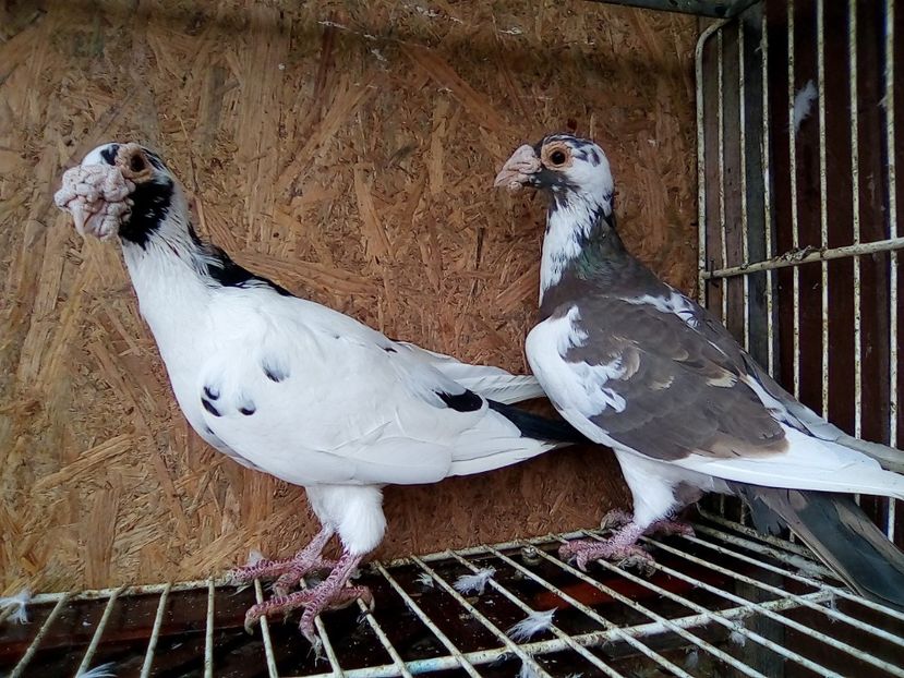 M-F=2014. - V-Pentru matca--2019 -2019-2019