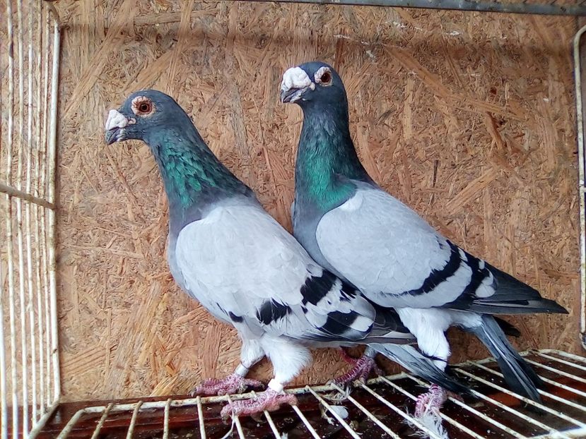 M 2012-F 2011.H. - V-Pentru matca--2019 -2019-2019