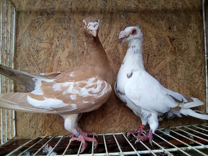 Per,11. - V-Pentru matca--2019 -2019-2019